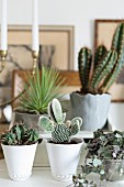 Cacti in white and grey pots