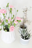 Vase of pin carnations