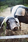 Wessex Saddleback piglets on the farm belonging to Sydney's celebrity chef Sean Moran in Bilpin