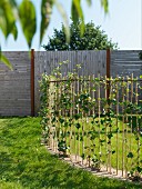 Zaun aus Rankstäben mit Kletterpflanzen in sonnenbeschienenem Garten