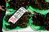 Wakame seaweed in dishes