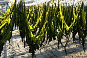 Frische Wakame Algen zum Trocknen aufgehängt