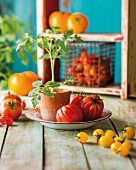 An arrangement of tomatoes featuring a small tomato plant