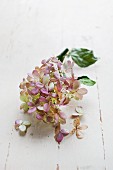 Dried hydrangea flower with leaves on white wooden surface