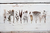 Various dried plant seed heads on wooden surface