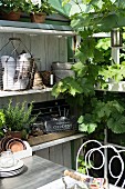 Gardening utensils and potted plants on shelving surrounded by vine in greenhouse