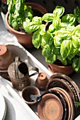 Potted basil and terracotta pot saucers in container
