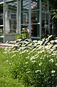 Flowers ox-eye daisies in garden