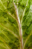 Weisskohlblatt mit Wassertropfen (Close Up)
