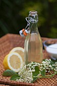 A bottle of elderflower syrup with elderflowers, lemon halves and sugar