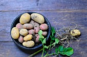 Various types of potatoes and a potato plant