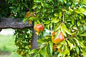 A pomegranate tree in a garden