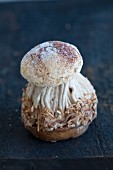 A mushroom made from macaroon and vermicelles