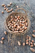 A basket of hazelnuts and acorns