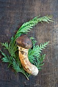 A matsutake mushroom on a fern