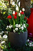 White & red tulips and white violas in planter in spring garden