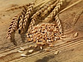 Spelt grains and ear of spelt on a wooden surface
