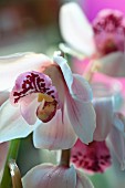 Orchids decorating a table