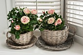 Mini rosebushes in wicker, cup-shaped planters