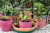 Basil seedlings in pink plastic pots, and tomato and strawberry plants in baskets made of woven plastic