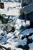 A woman harvesting leek in the winter