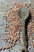 Coriander seeds with a wooden spoon