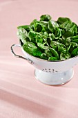 Freshly washed spinach in a colander