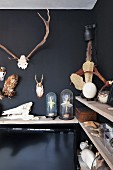 Collection of hunting trophies hung on black-painted wall, on wooden shelves and under glass covers