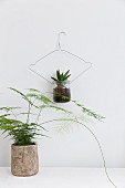House plants hung from wire coat hangers