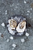 Fresh raw oysters on a plate with ice.