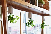 Green leafy plants growing in white plant pots hanging upside down