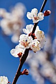 Marillenblüte in der Wachau, Österreich (blühender Aprikosenbaum)