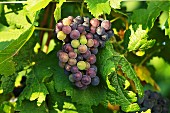 St. Laurent grapes changing colour, Austria