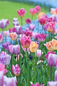 Mixed pastel tulips