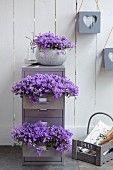Schubladen eines Metallschränkchens dekorativ bepflanzt mit violett blühenden Glockenblumen