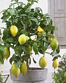 Zitronenbäumchen mit Früchten in Pflanzkübel für mediterranes Flair im Innenhof