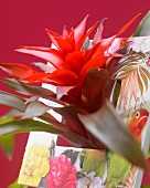 Rote Blüte einer Guzmania Revolution (Bromelie)