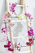 Metallgitter dekoriert mit Orchideenzweigen aufgehängt an Holzleiter als Zimmerdekoration