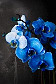 Blaue Orchideen vor grauer Wand