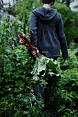 A woman harvesting rhubarb