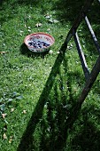 A bowl of freshly picked damsons in a field with a ladder