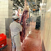 A pig carcass being jointed in a slaughterhouse, Germany