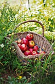 A basket of apples in a garden