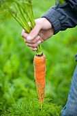 A man in a field holding a large organic carrot