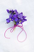 Posy of sweet violets tied with ribbon