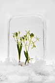 Two star-of-Bethlehem plants frozen into a block of ice surrounded by snow