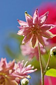 Pale pink aquilegia flowers against blue sky