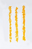 Gelber Reis der Sorte Rising Sun Orange (Rundkornreis aus Japan)