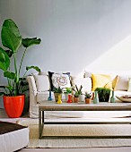 Succulents on a rustic, modern coffee table, in the background a houseplant in a red flowerpot next to an upholstered sofa