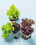 Young lettuce plants in soil